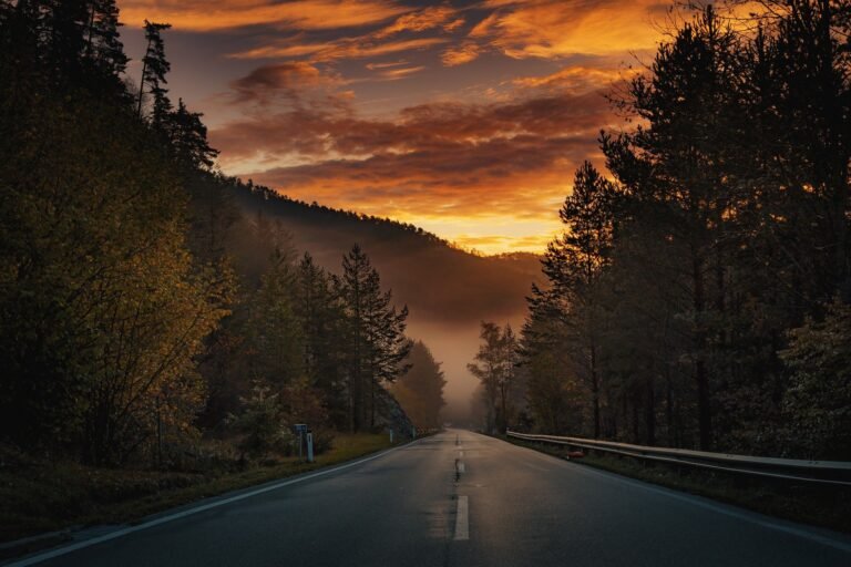 road with forest trees and sunset